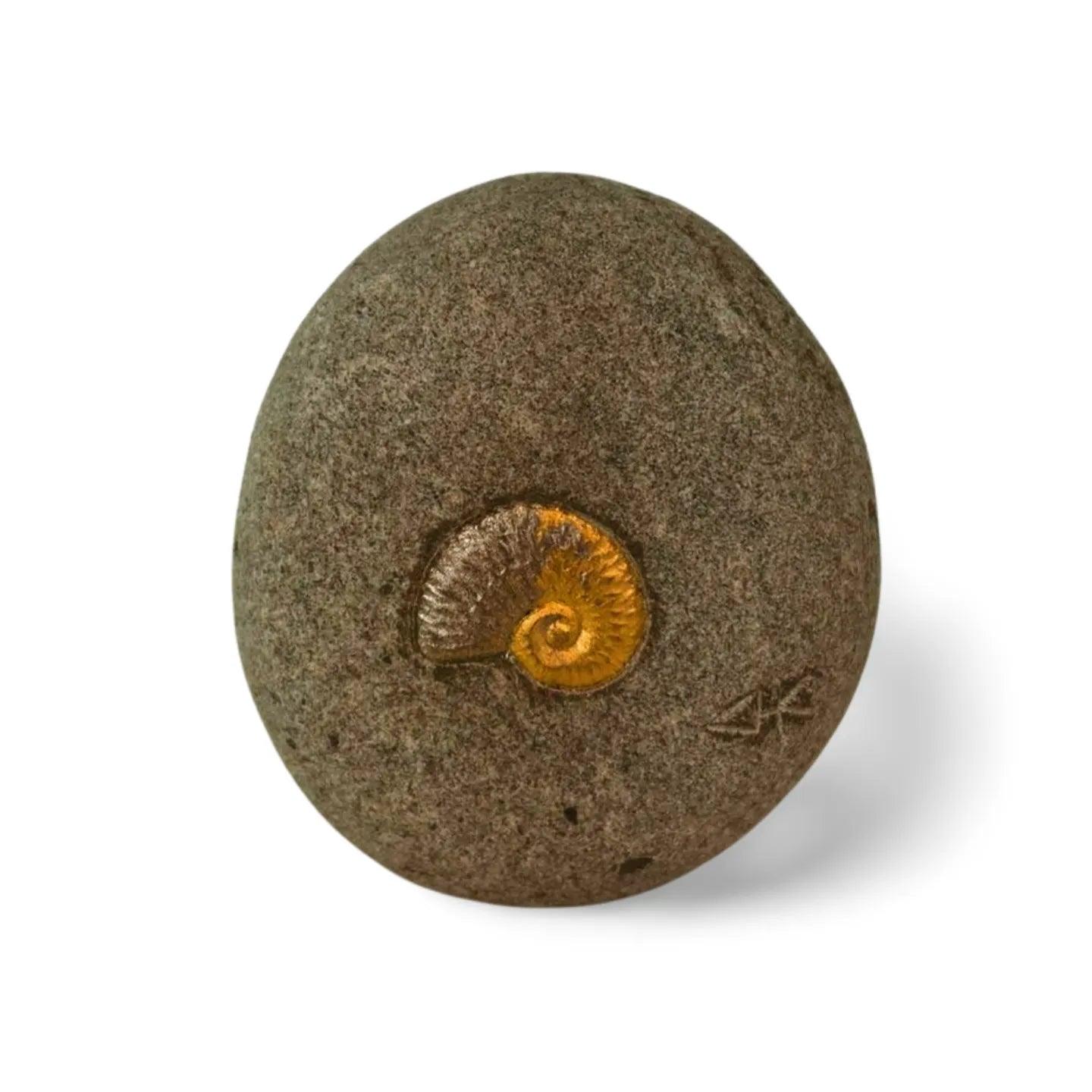 Nautilus Shell | Budeful.